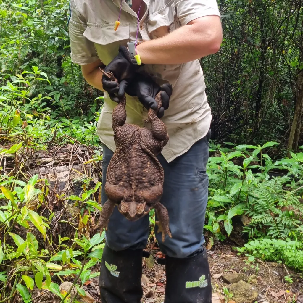 Hallan un sapo gigante de 2,7 kilos en Australia