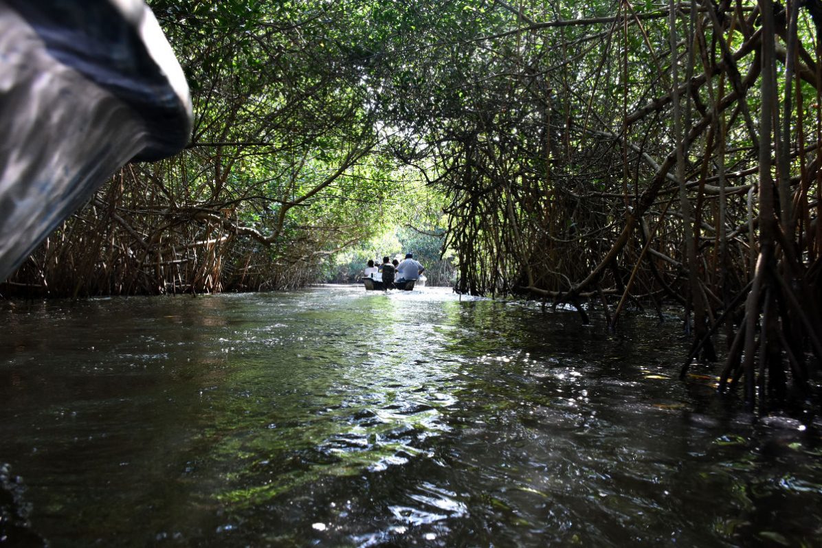 Los arrecifes y los manglares protegen de las inundaciones costeras