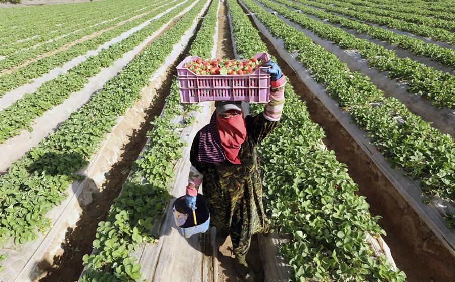 Paraguay documenta caso de enfermedad renal que afecta a agricultores jóvenes