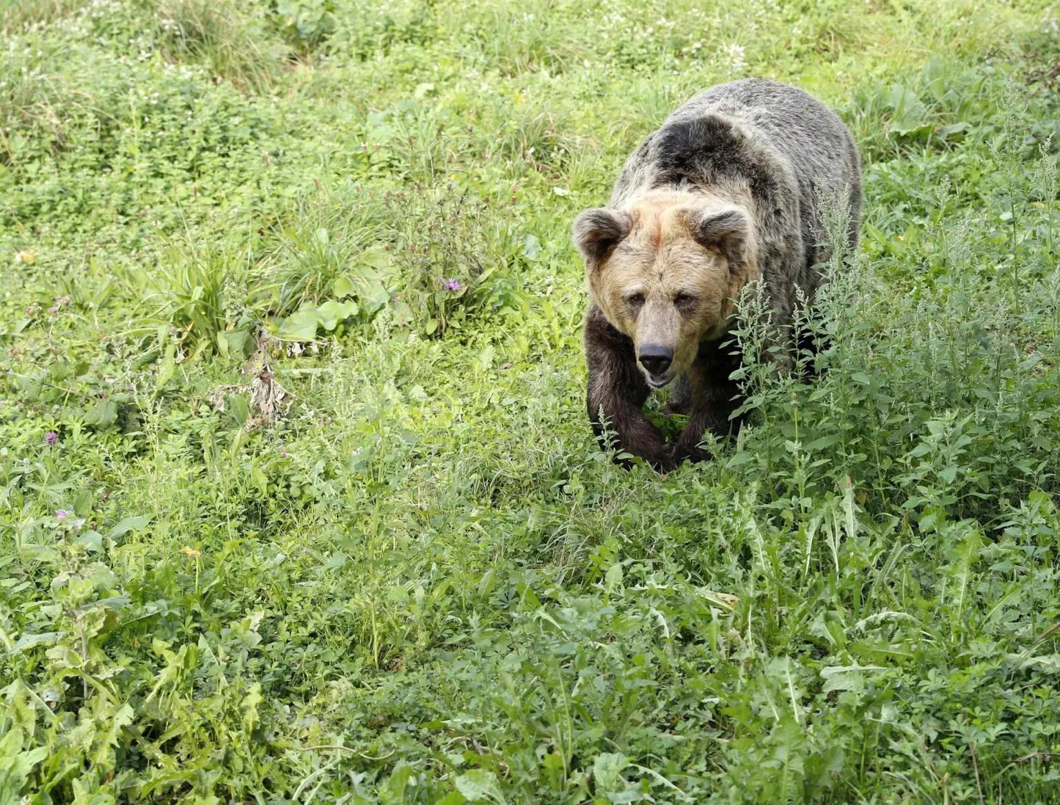 El celo tardío en el oso pardo, una novedad que plantea nuevas preguntas