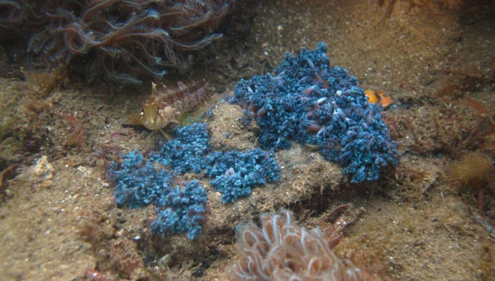 Corales invasores amenazan suelos marinos de Brasil