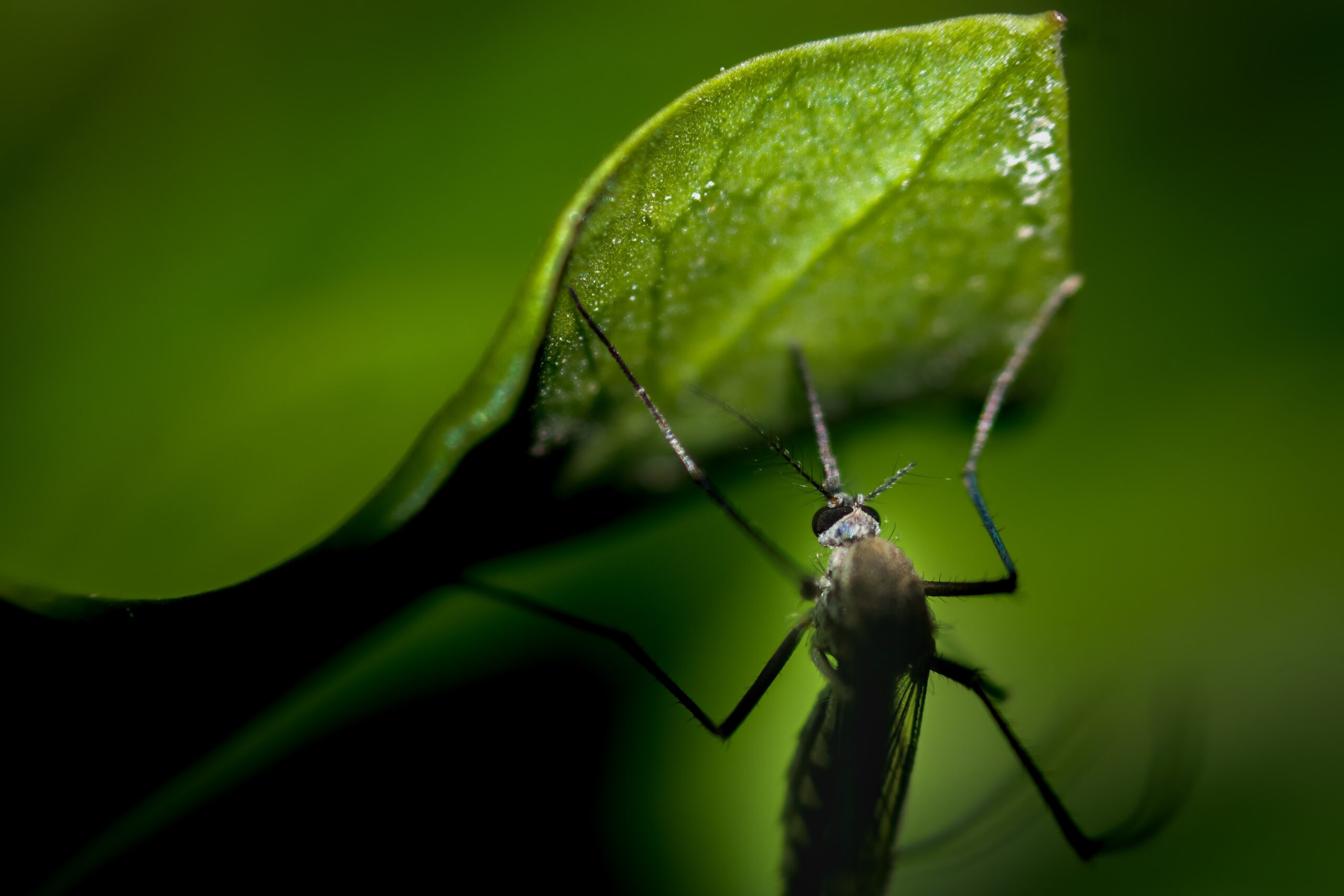 Describen 15 nuevas especies de mosquitos de los hongos en Ecuador