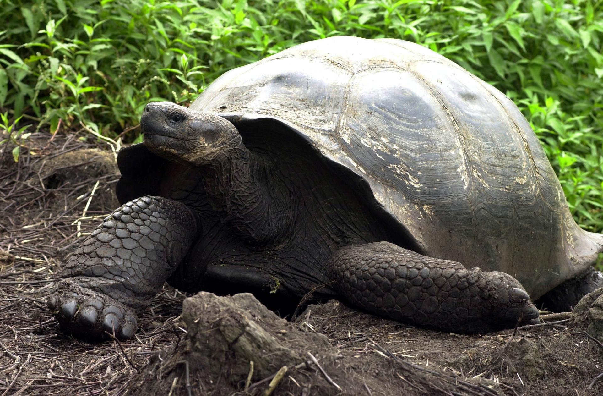 Científicos realizan censo de especies emblemáticas en las Islas Galápagos