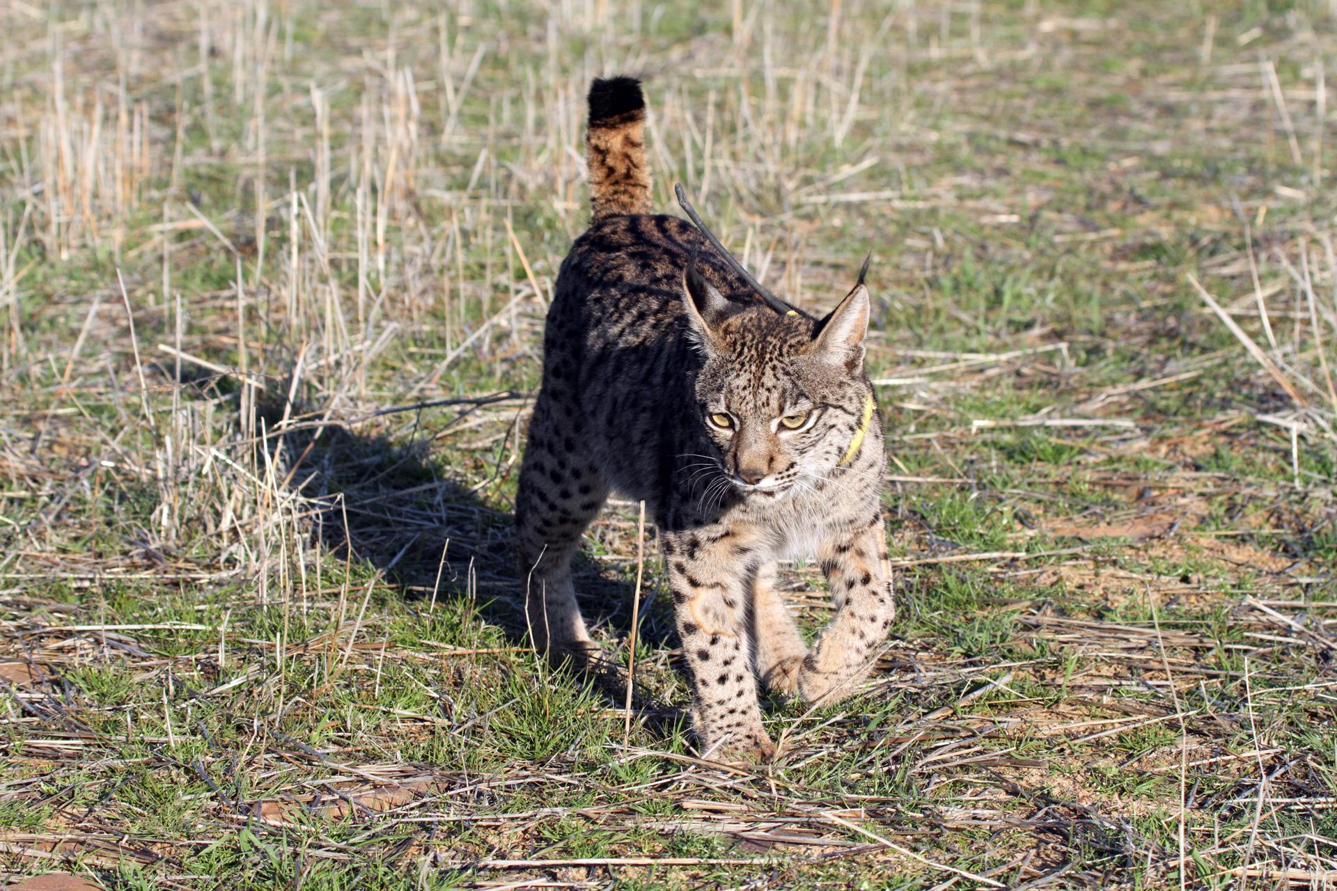 Establecen 7 parejas reproductoras en Acebuche para la temporada de cría del lince