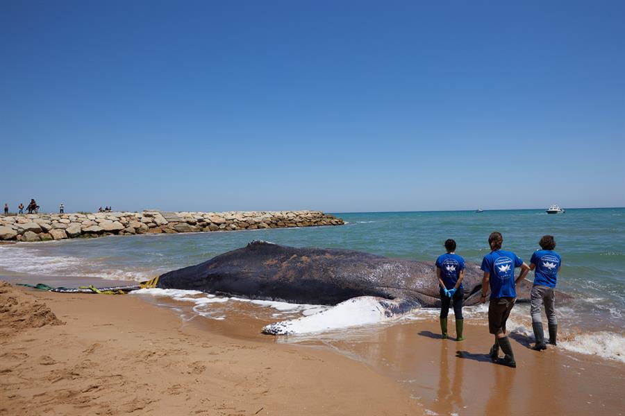 Muere una ballena varada en la bahía de la ciudad japonesa de Osaka