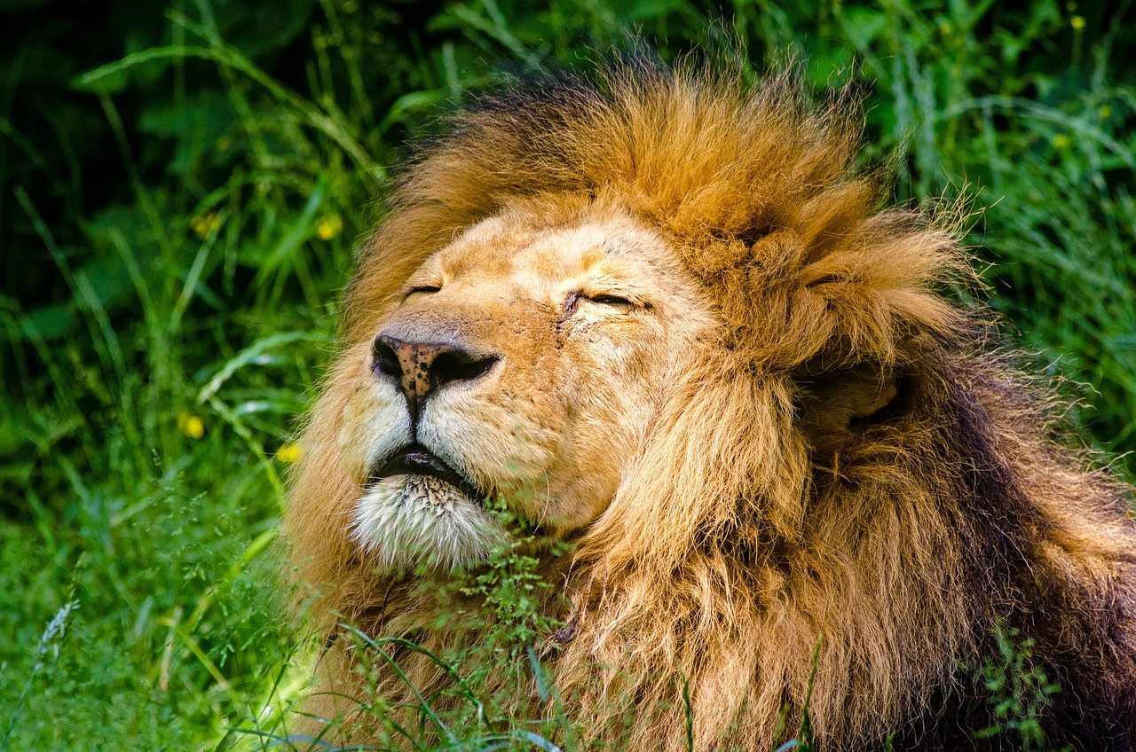 Polémica en Kenia por la esterilización de un león