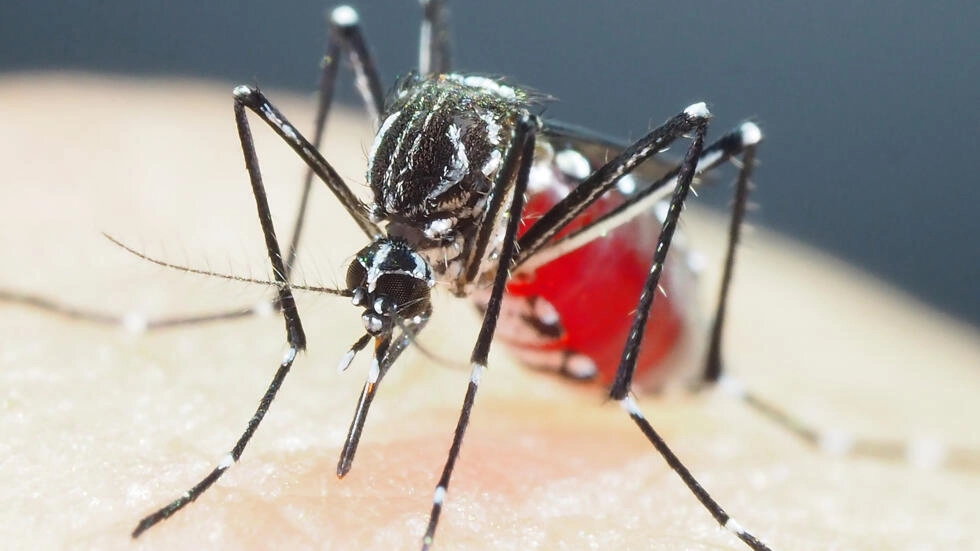 Científicos identifican en Asia mosquitos superresistentes a los insecticidas