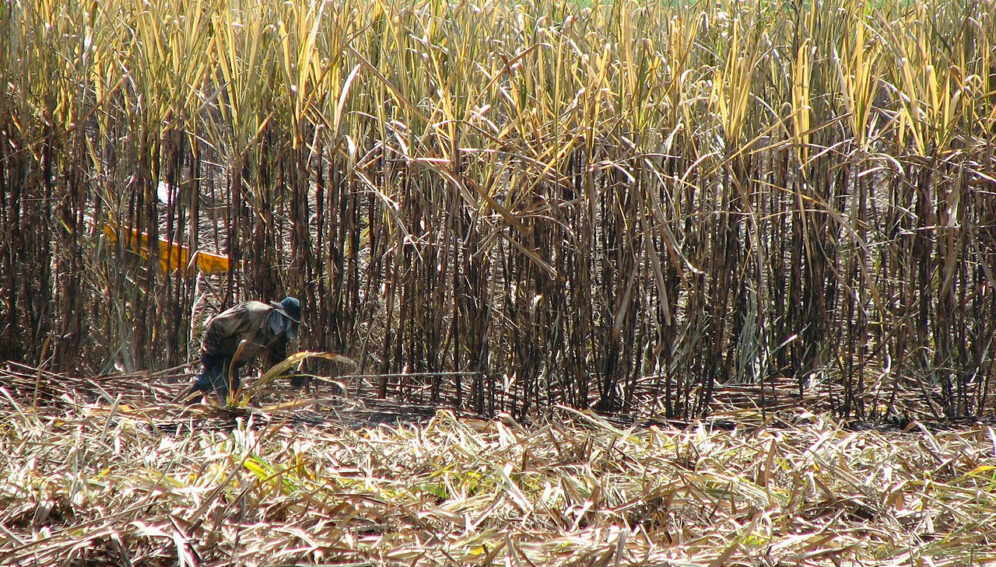 Uso indiscriminado de pesticidas: desafío para gobierno de Lula