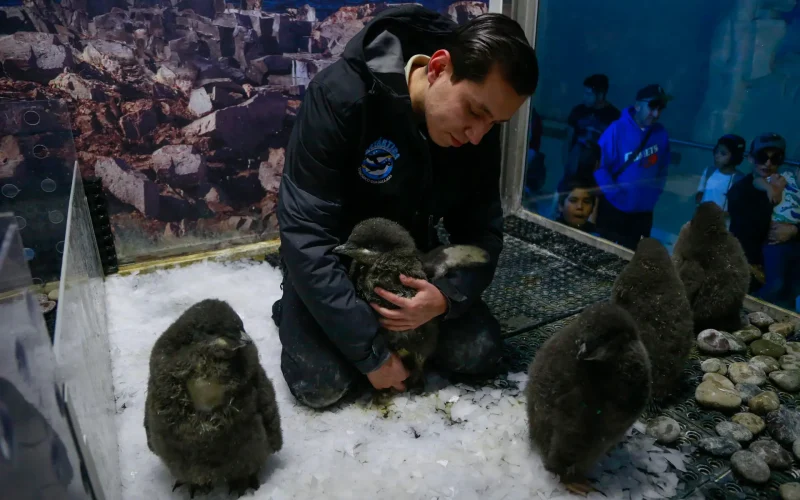 Zoológico en oeste de México cría «a mano» polluelos de pingüino Adelia