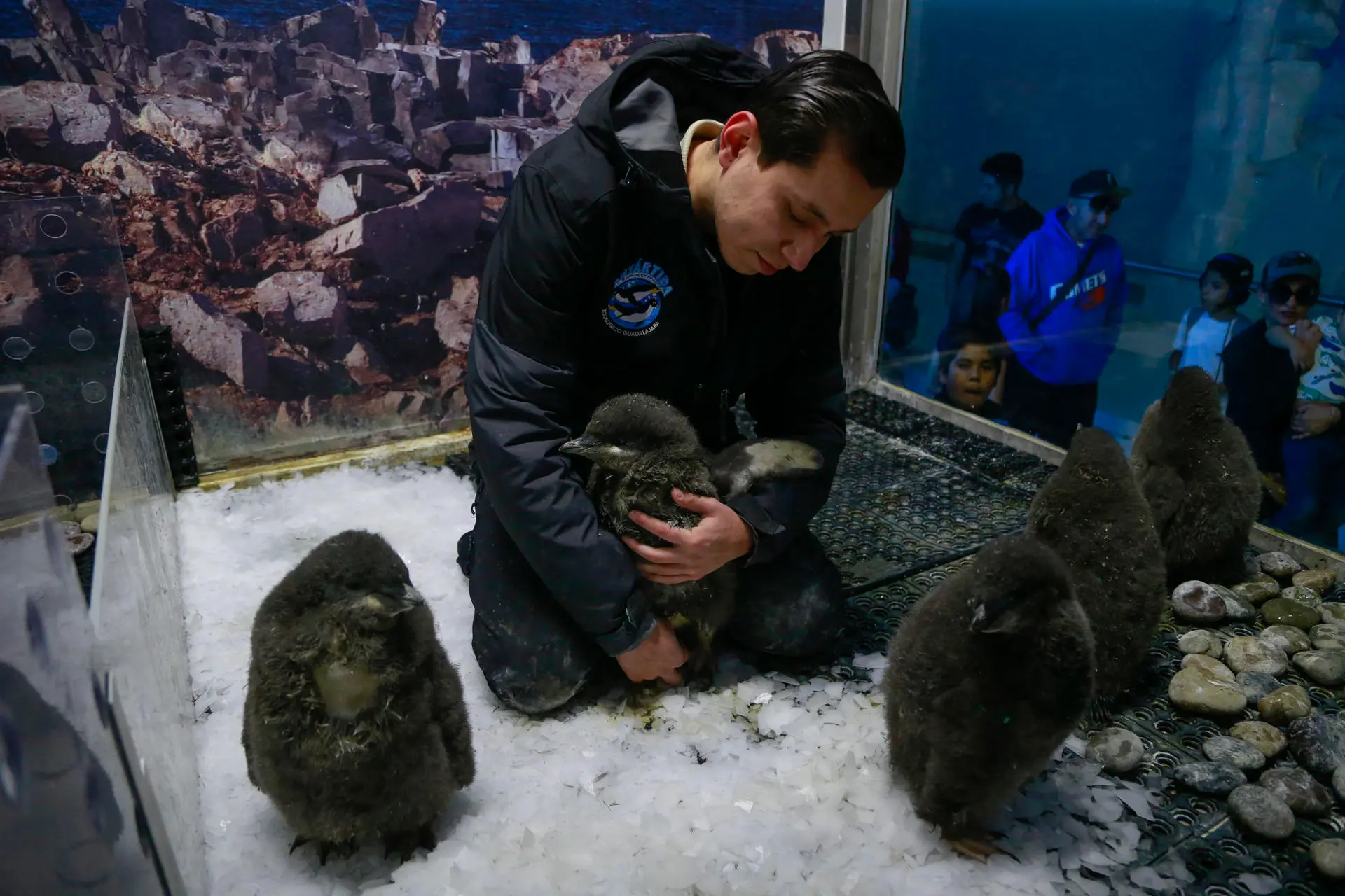 Zoológico en oeste de México cría «a mano» polluelos de pingüino Adelia