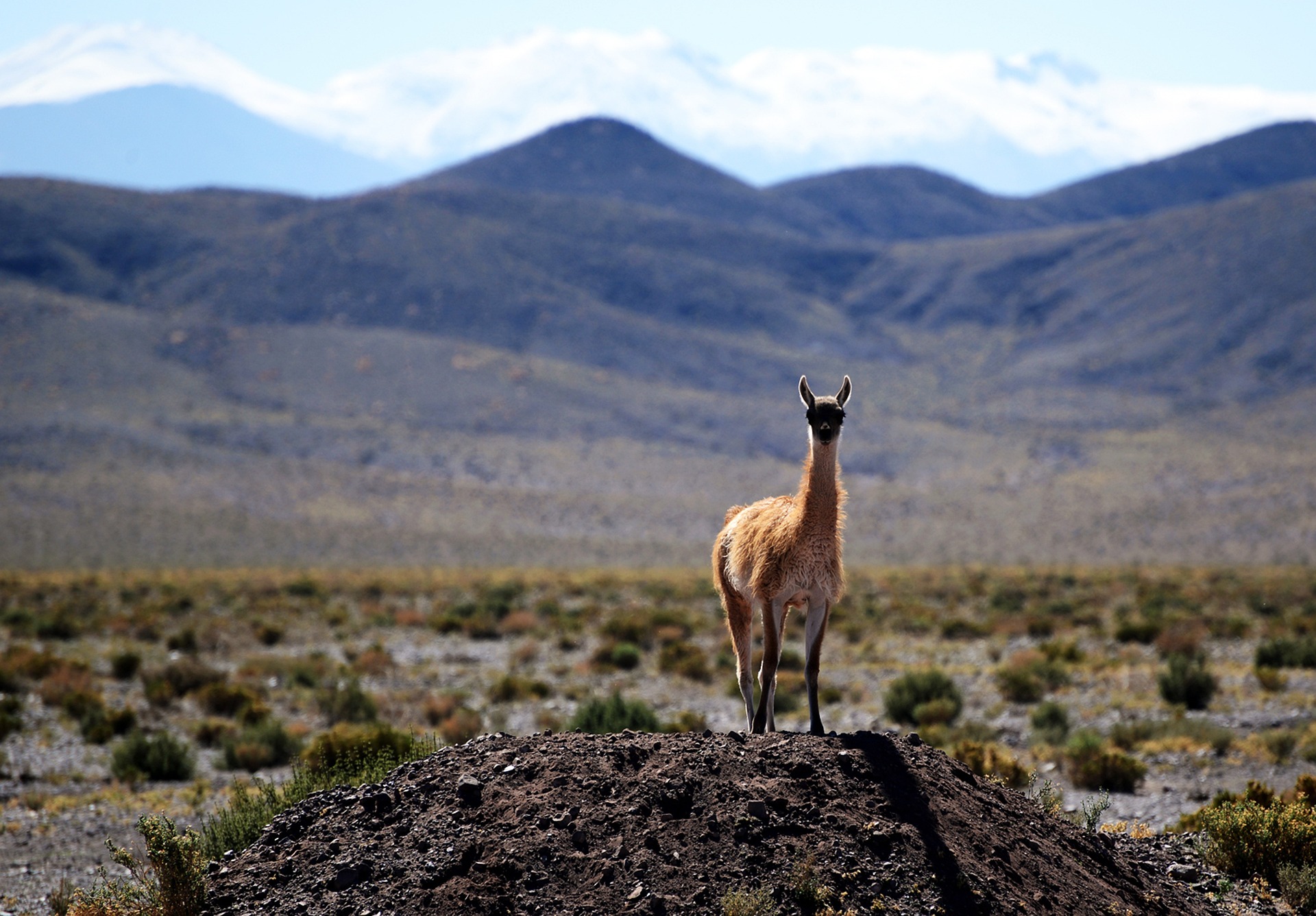 Chile, primer país latinoamericano en incluir la biodiversidad en la economía