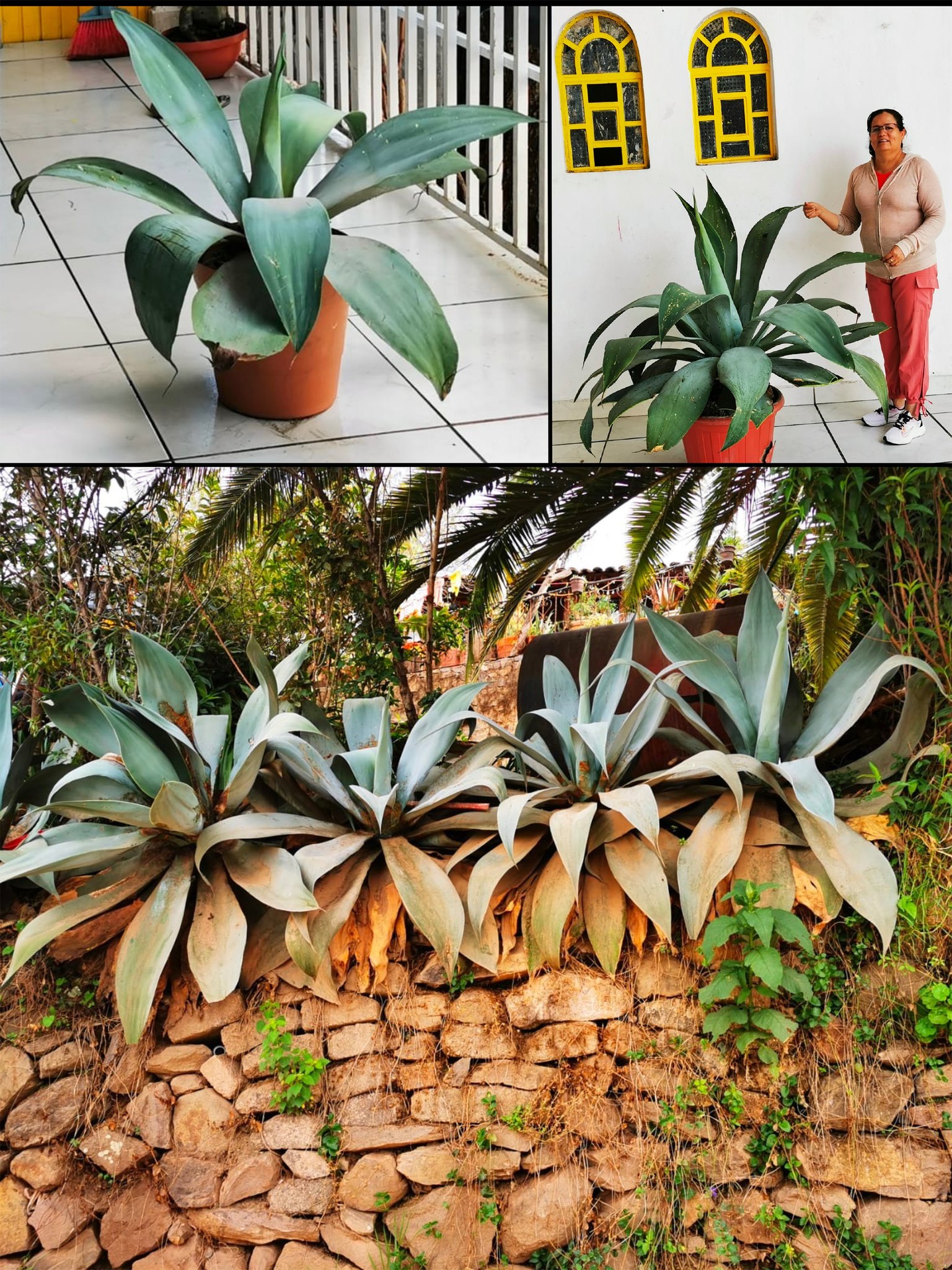 Descubren científicos del CUCBA dos nuevas especies de agaves endémicas de Jalisco