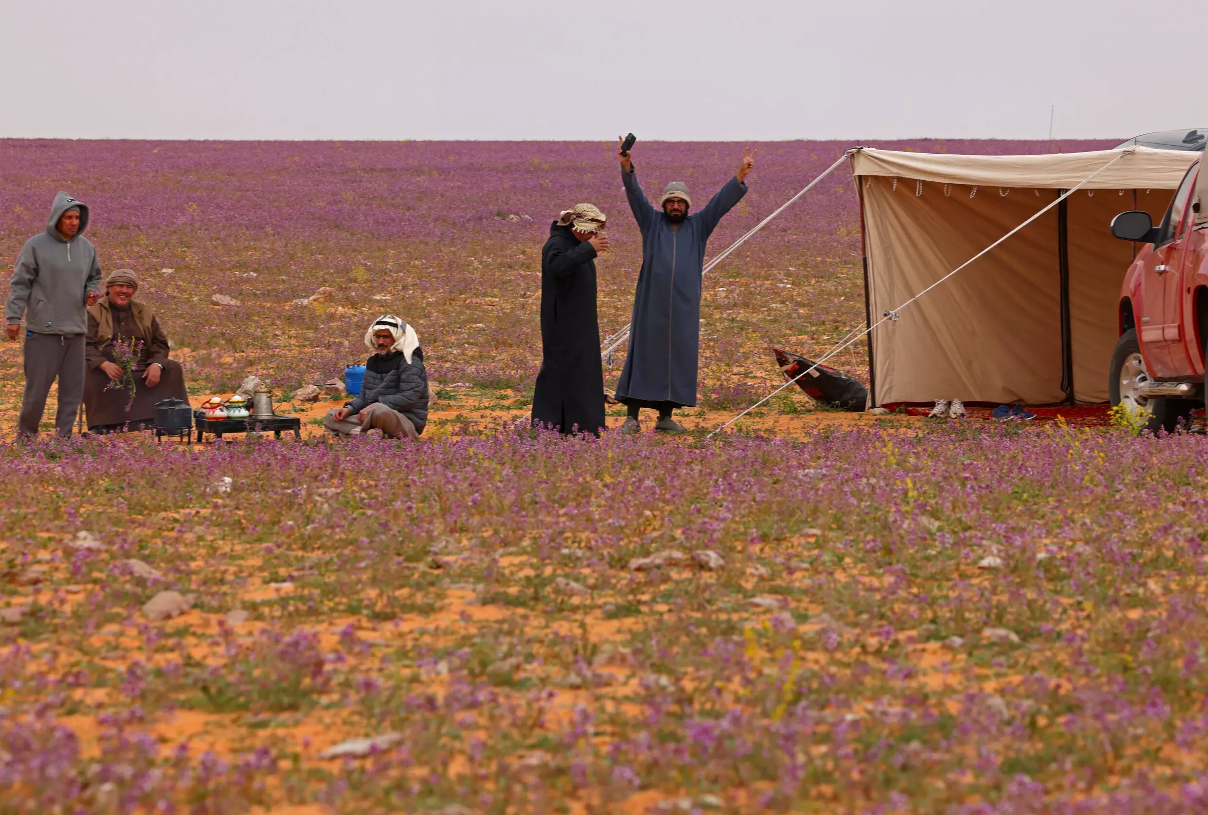 El extraordinario espectáculo de un desierto lleno de flores moradas en Arabia Saudita