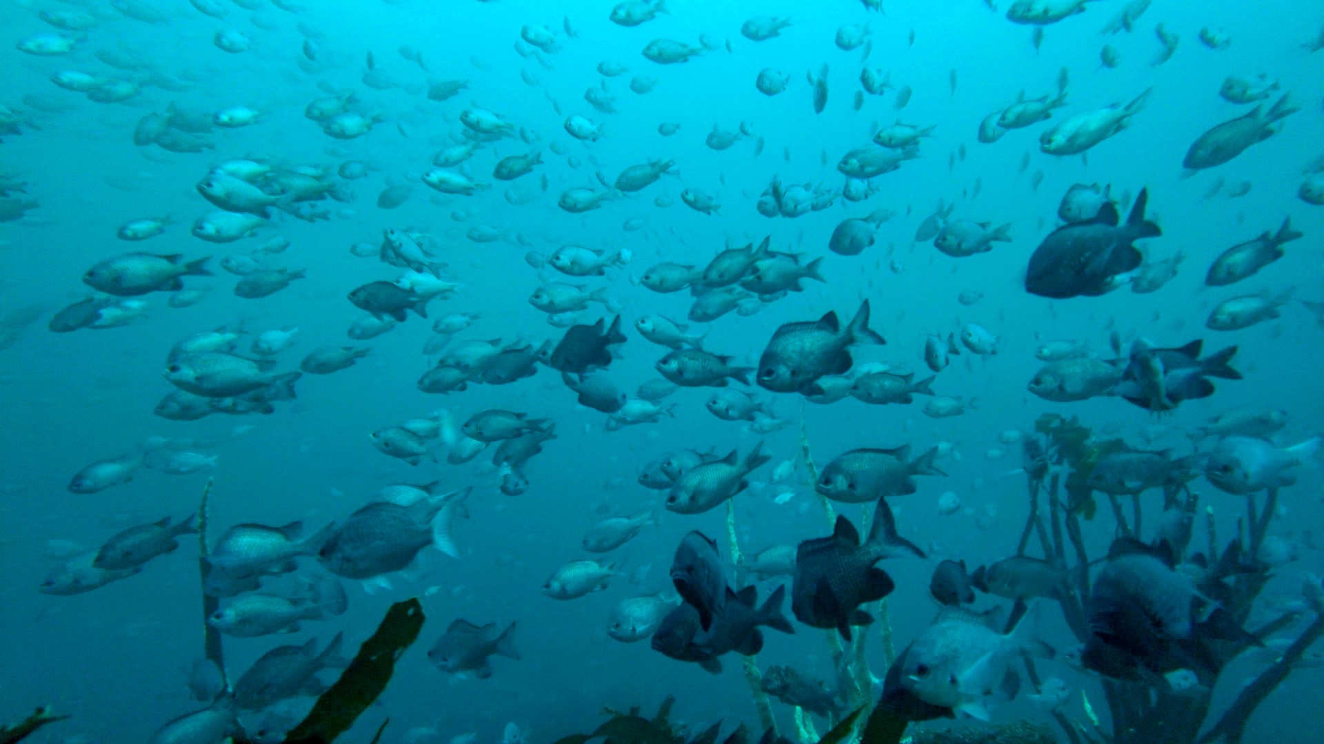 La explotación minera de los fondos marinos, entre la preocupación y la impaciencia