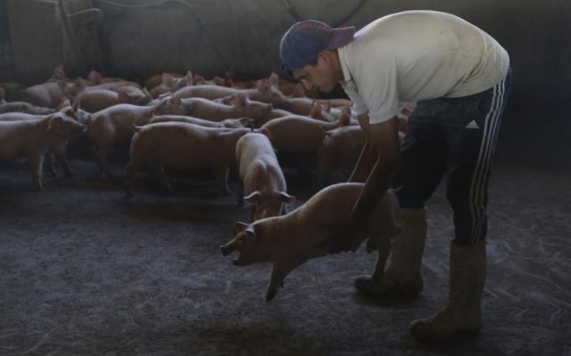 Ganaderos mexicanos innovan con vacunas para mejorar la salud de los cerdos