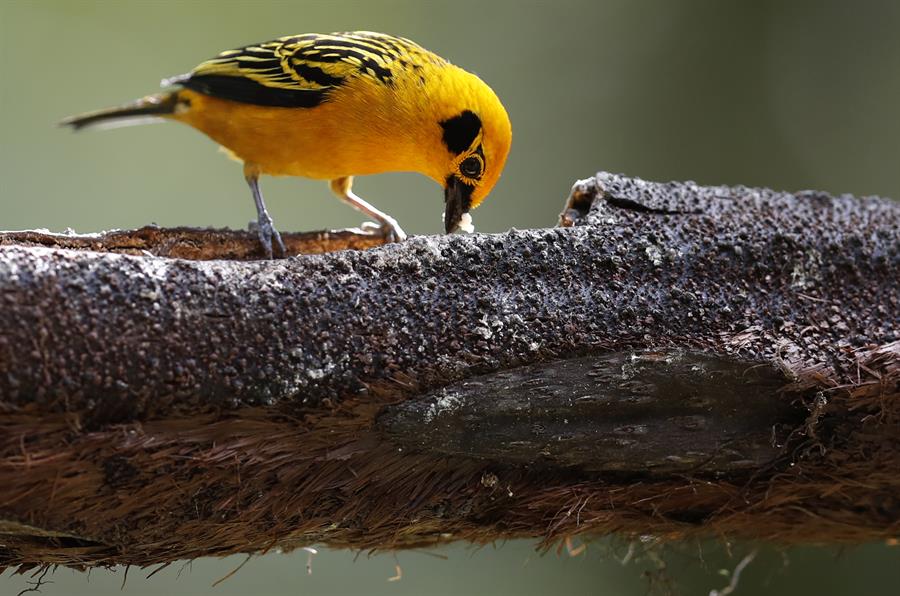 Cali, un paraíso para los amantes de las aves en el suroeste de Colombia