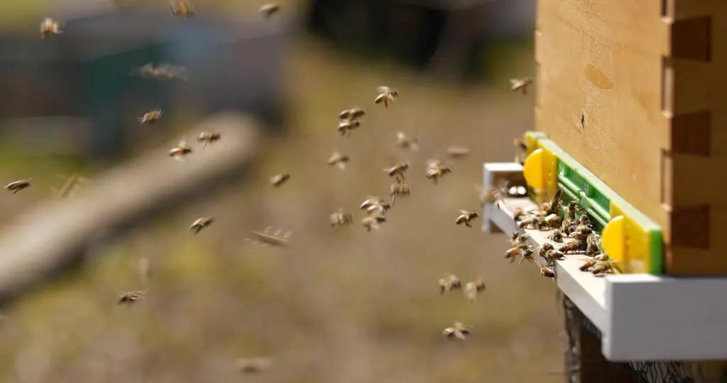 Las abejas que salvarán el planeta hacen la miel más pura en la Isla de Pascua