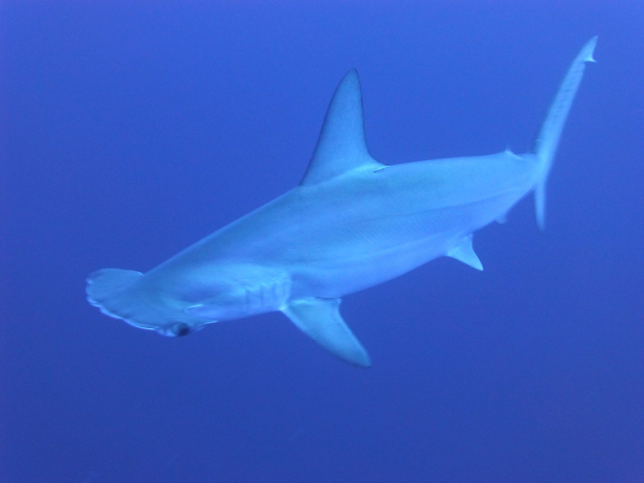 Una cumbre de especies amenazadas aprobó la protección de los tiburones