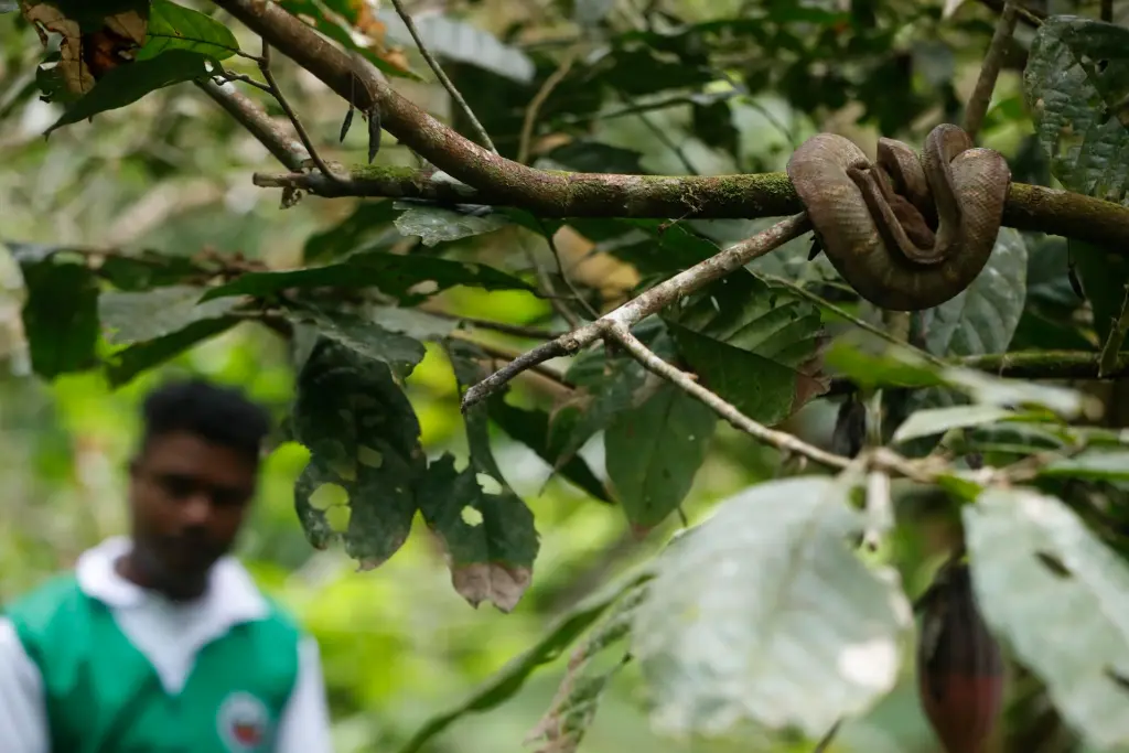 Colombia, el cuarto país con mayor riqueza de reptiles a nivel mundial