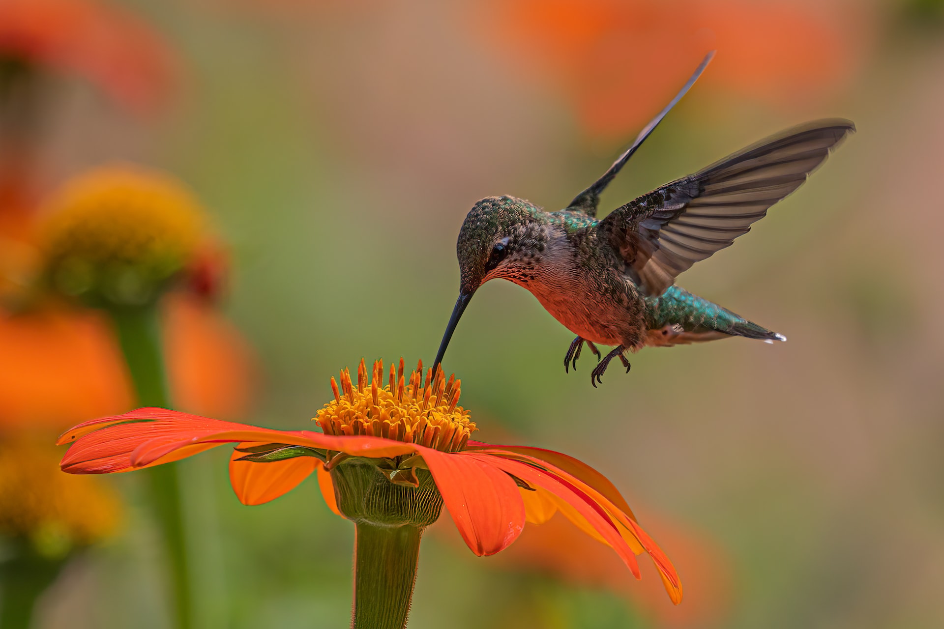 Colibríes: aves importantes de América cuyo hábitat corre peligro