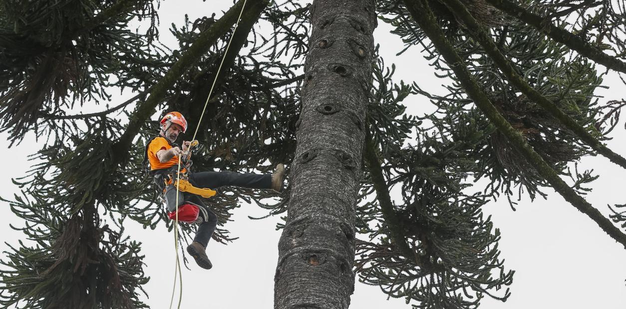 Inicia un proyecto para conservar más de 400 árboles patrimoniales de Quito