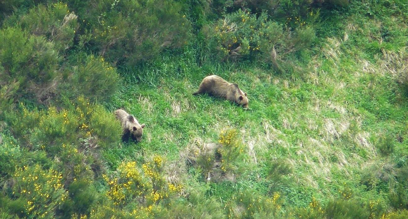 El área de distribución del oso pardo cantábrico se expande tras décadas de disminución