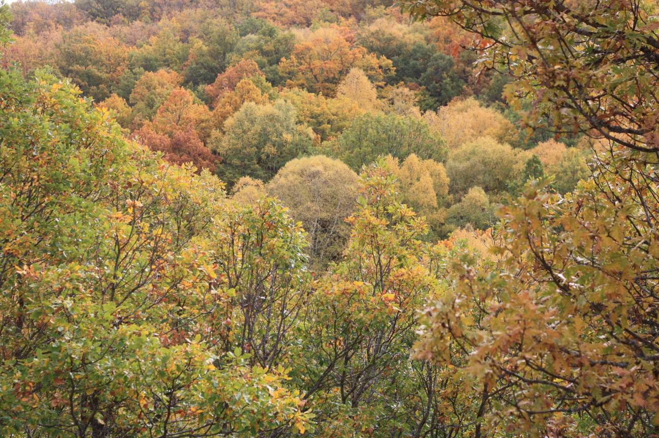 Los bosques mixtos le ganan terreno a los de una sola especie