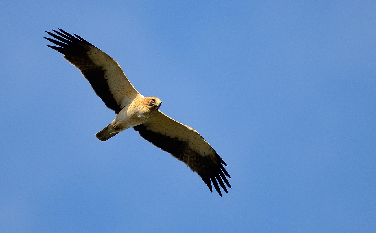 Los pesticidas afectan a la reproducción del águila calzada de Doñana