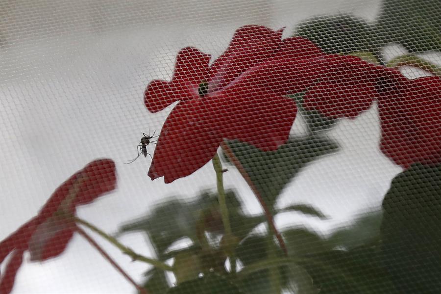 Perú declarará emergencia sanitaria por brote de dengue en 13 regiones