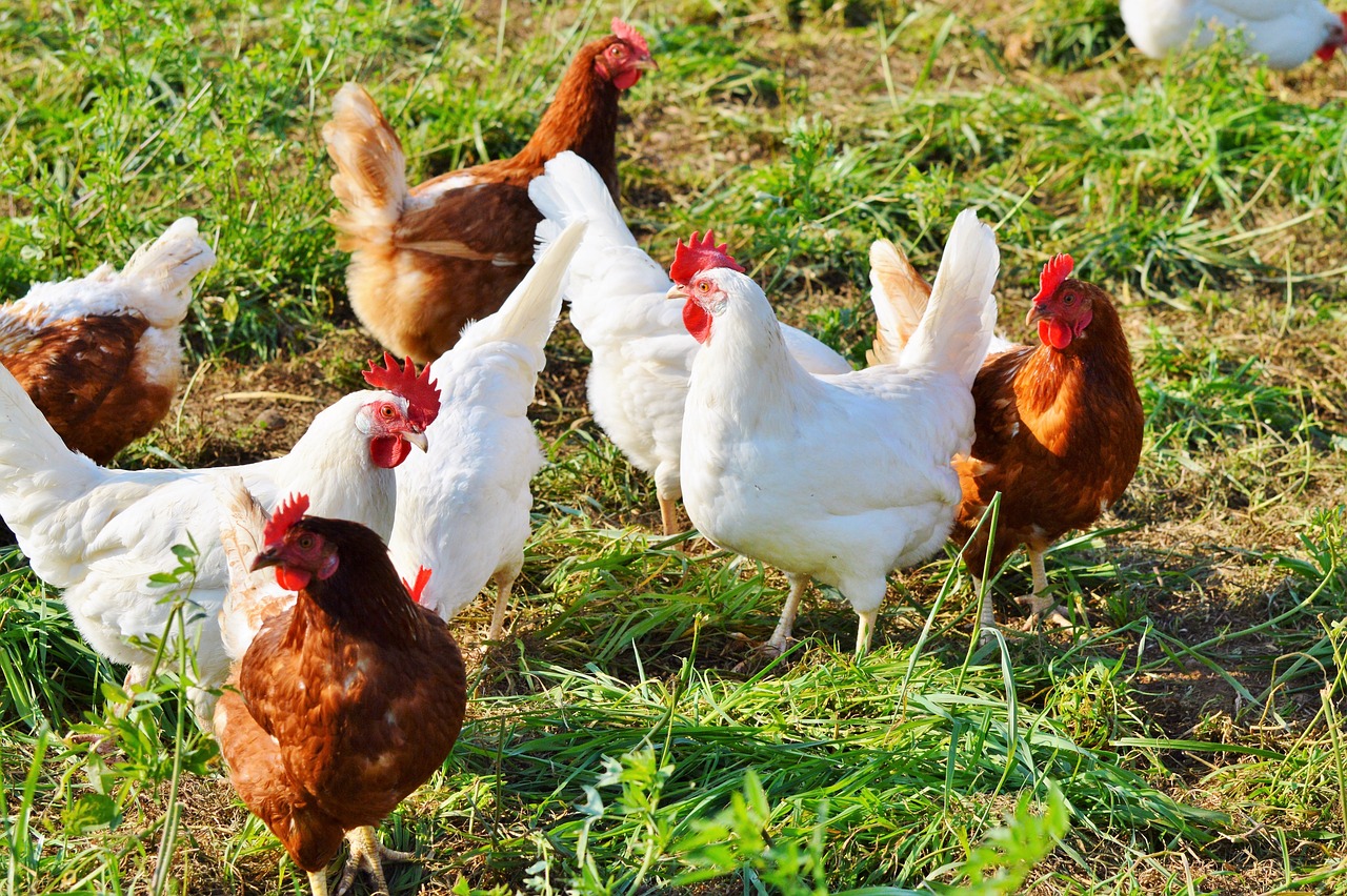 Argentina confirma primer caso de gripe aviar en aves de corral