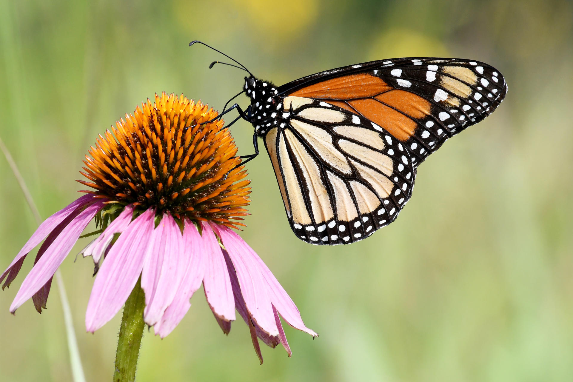 La población de mariposas monarca aumenta, pero no lo suficiente