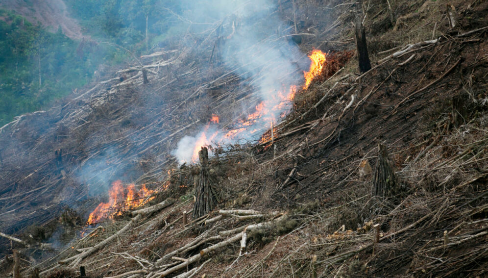 Amenazas a Amazonía van mucho más allá de la deforestación