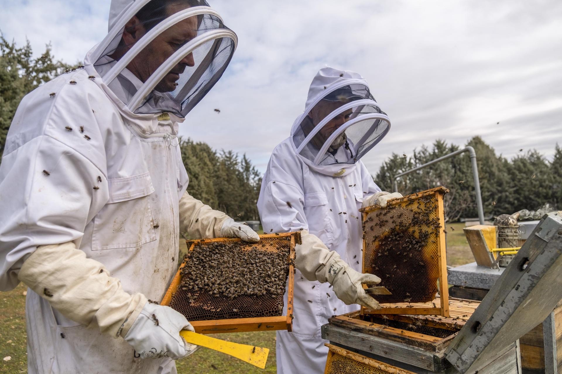 Prueban en España una vacuna para mitigar el declive de las abejas