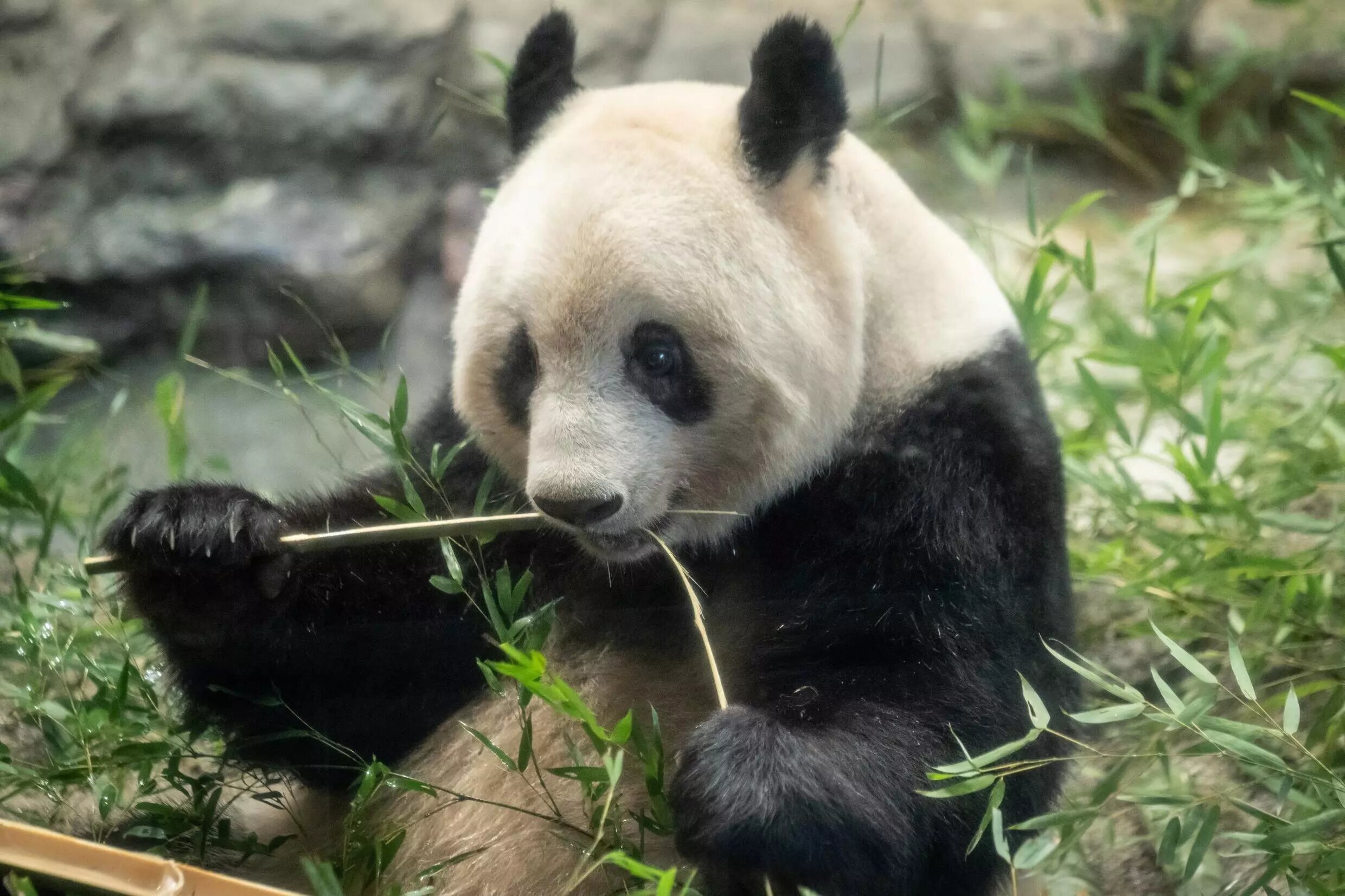 Japón se despide de cuatro osos panda que regresarán a China