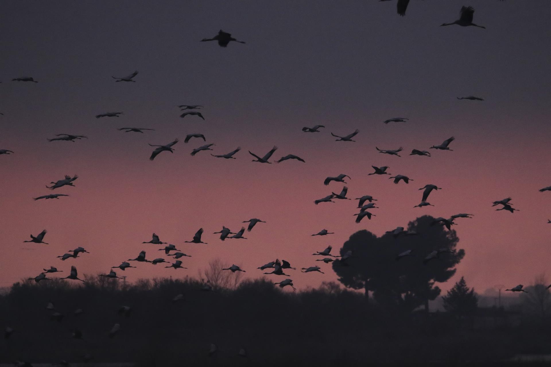 La colisión con tendidos eléctricos y captura ilegal, causas principales de los daños a aves