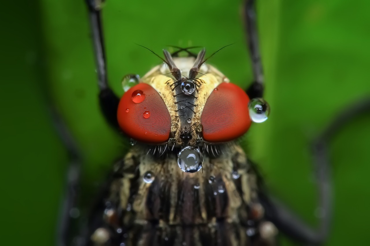 Estudian en Ecuador la capacidad de una mosca para biotransformar residuos