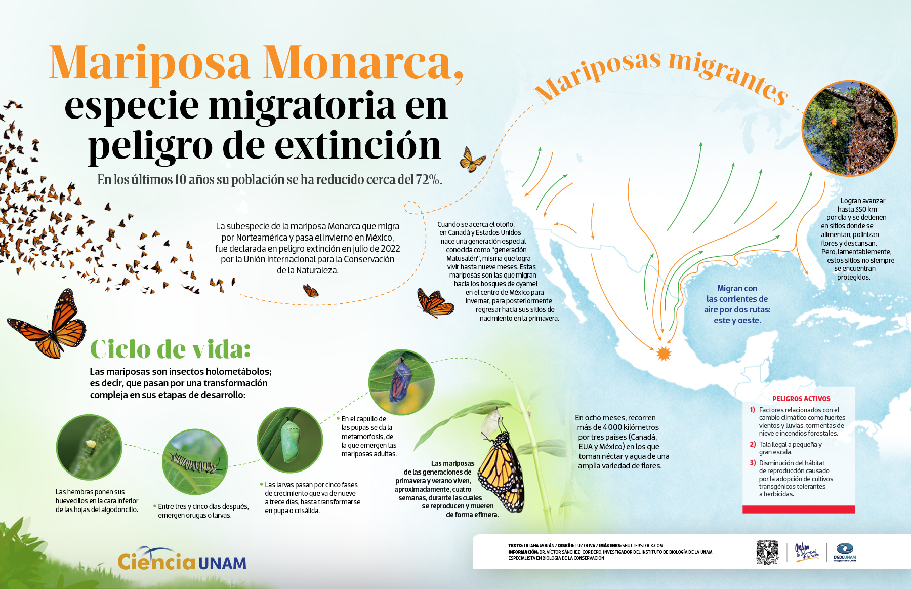 Mariposa Monarca: migrante en peligro de extinción