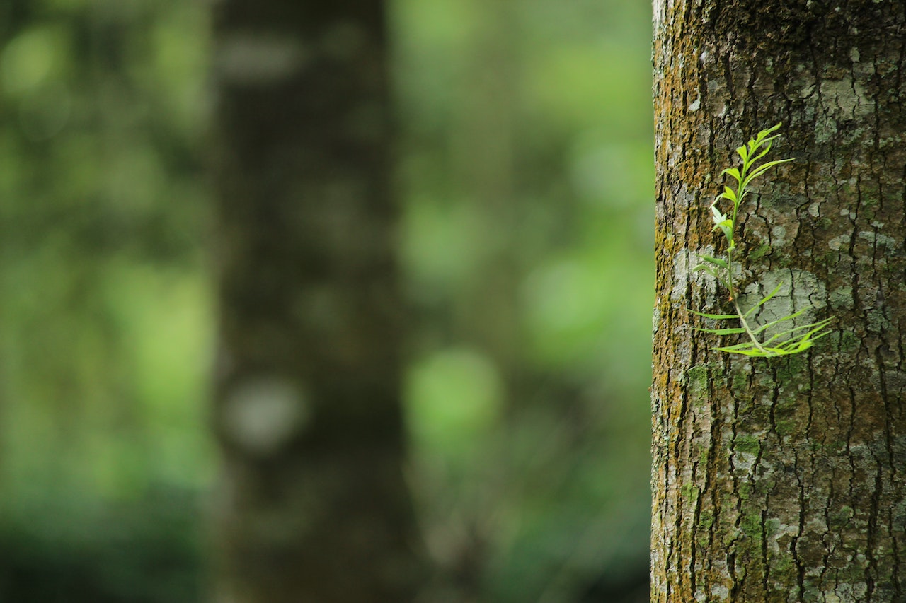 China ampliará reserva forestal nacional en 2,4 millones de hectáreas