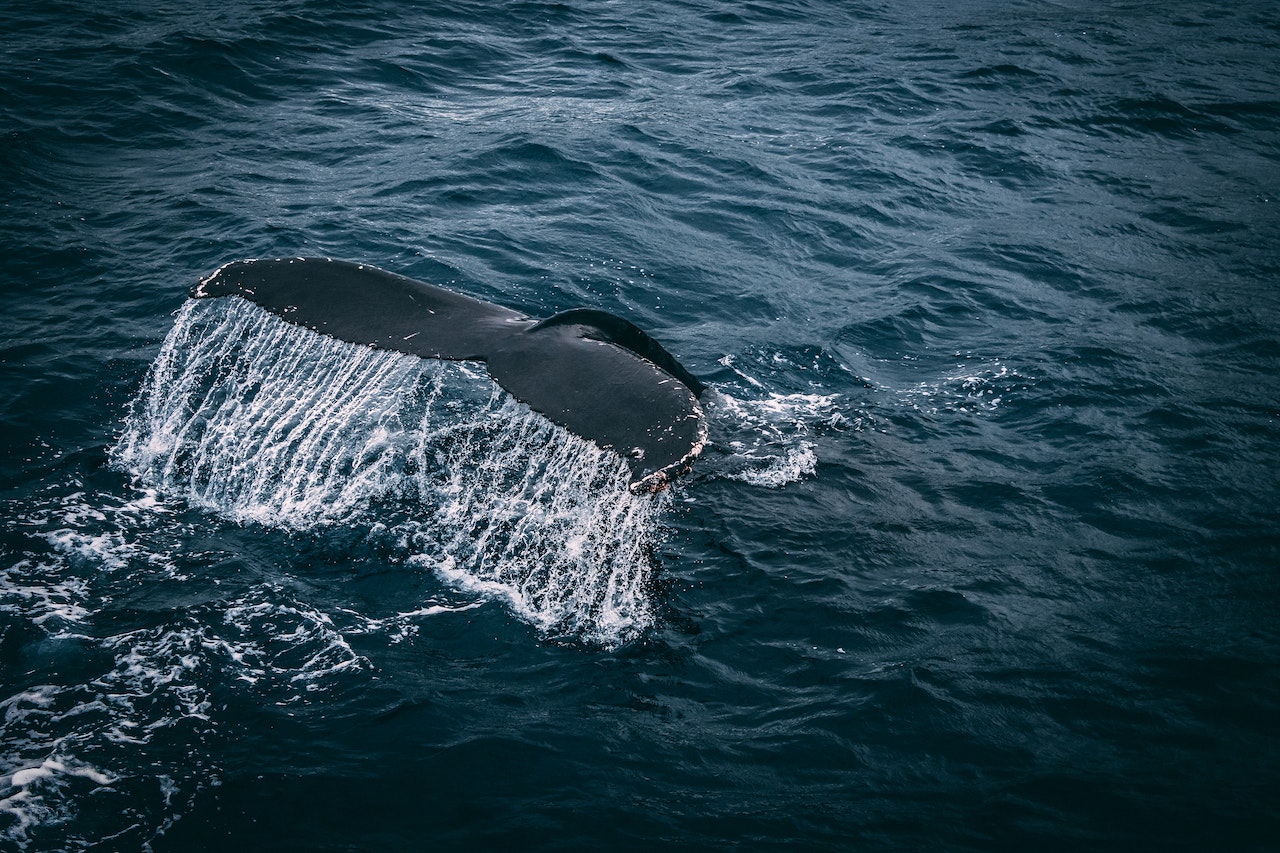 Reportan un singular avistamiento de ballena azul frente a costas de Ecuador