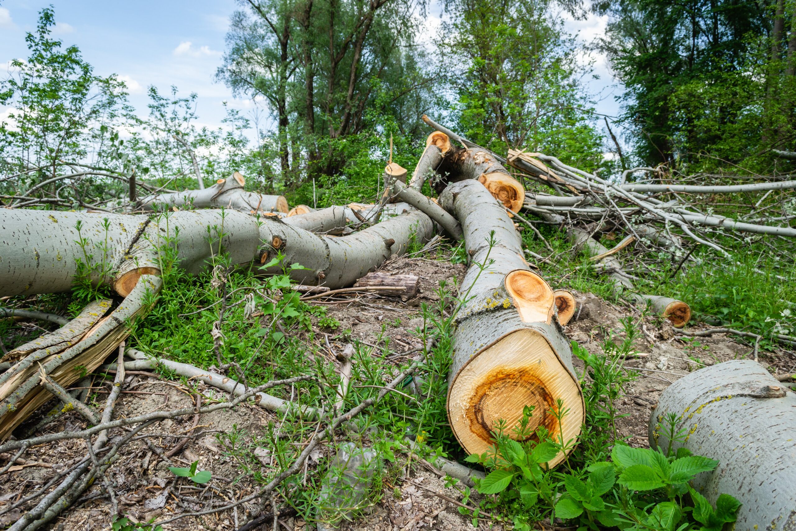 La deforestación en la Amazonía brasileña ya batió récord para febrero