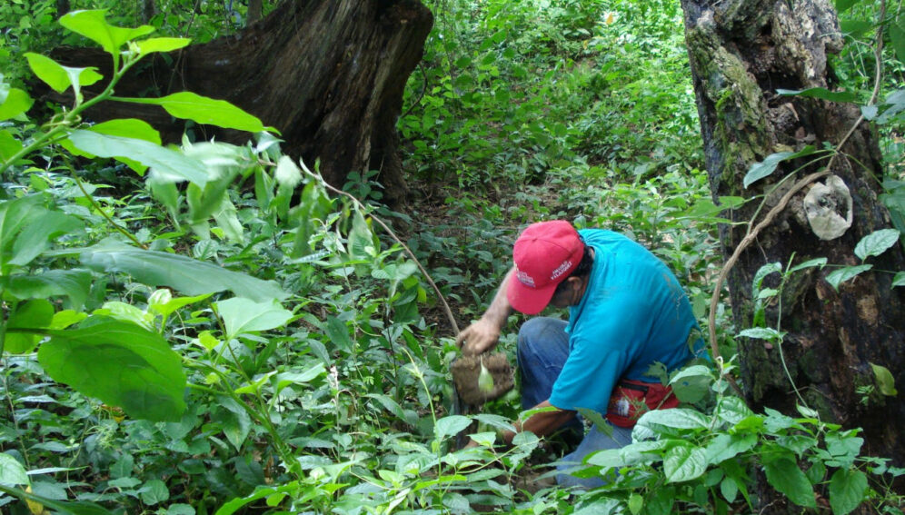 Cuestionan pagos por servicios ambientales en la Amazonía