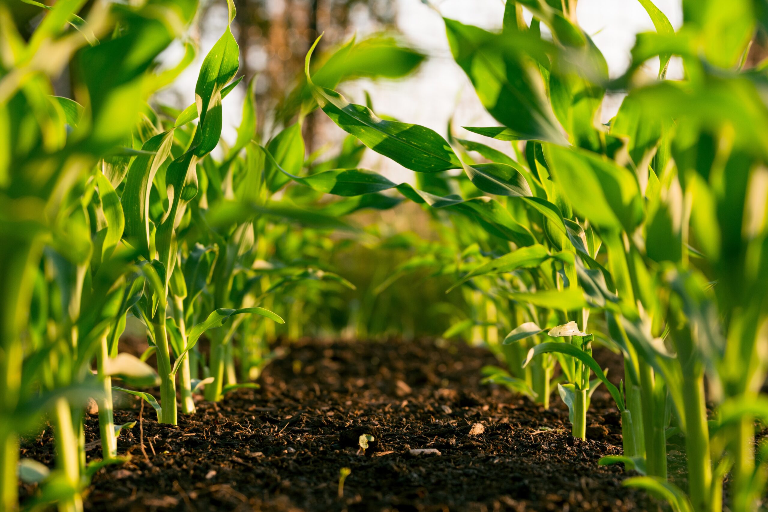 Lanzan proyecto para impulsar el uso de bioplaguicidas en Latinoamérica