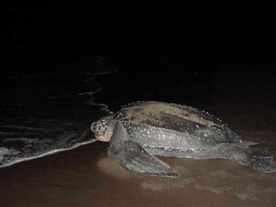 Arranca en República Dominicana la temporada de anidación de la tortuga tinglar