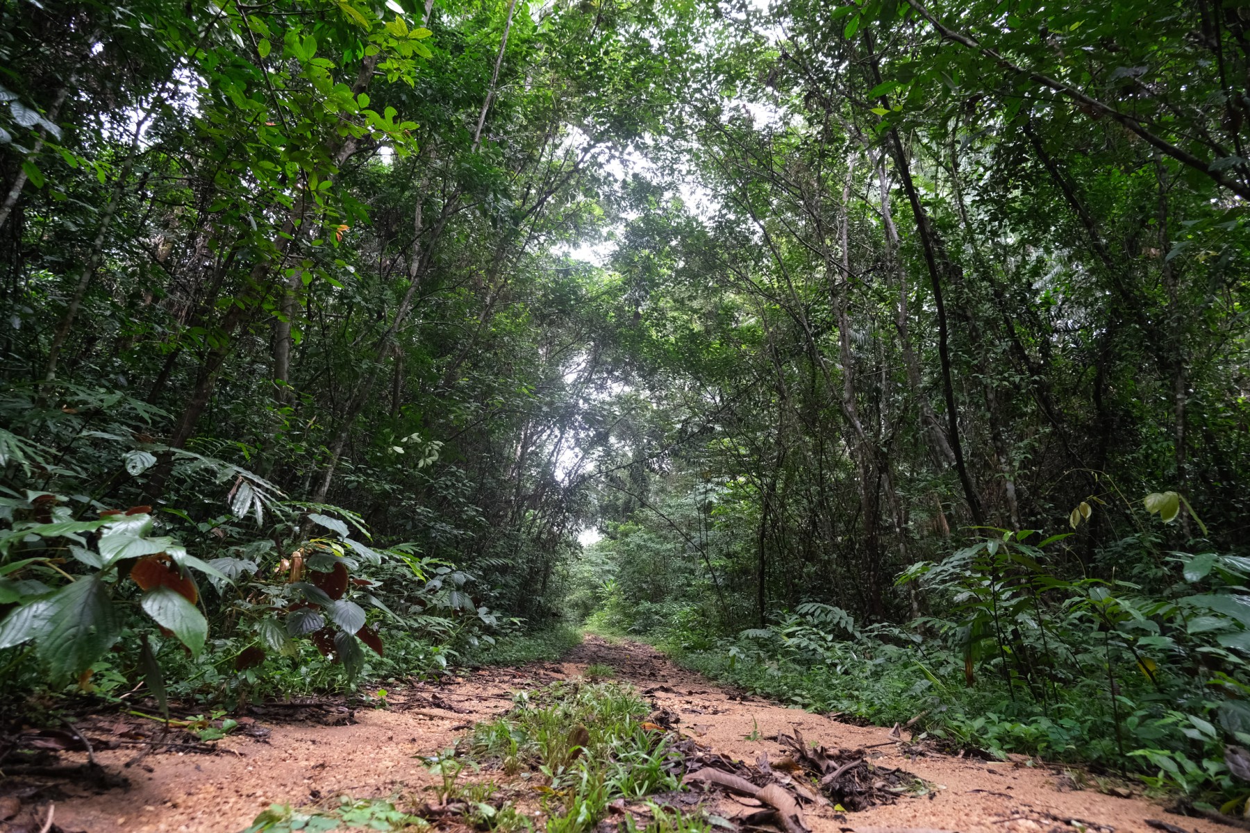 Inicia cumbre sobre protección de los bosques tropicales en Gabón