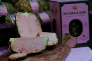 COSTA RICA-AGRICULTURE-PINK PINEAPPLE