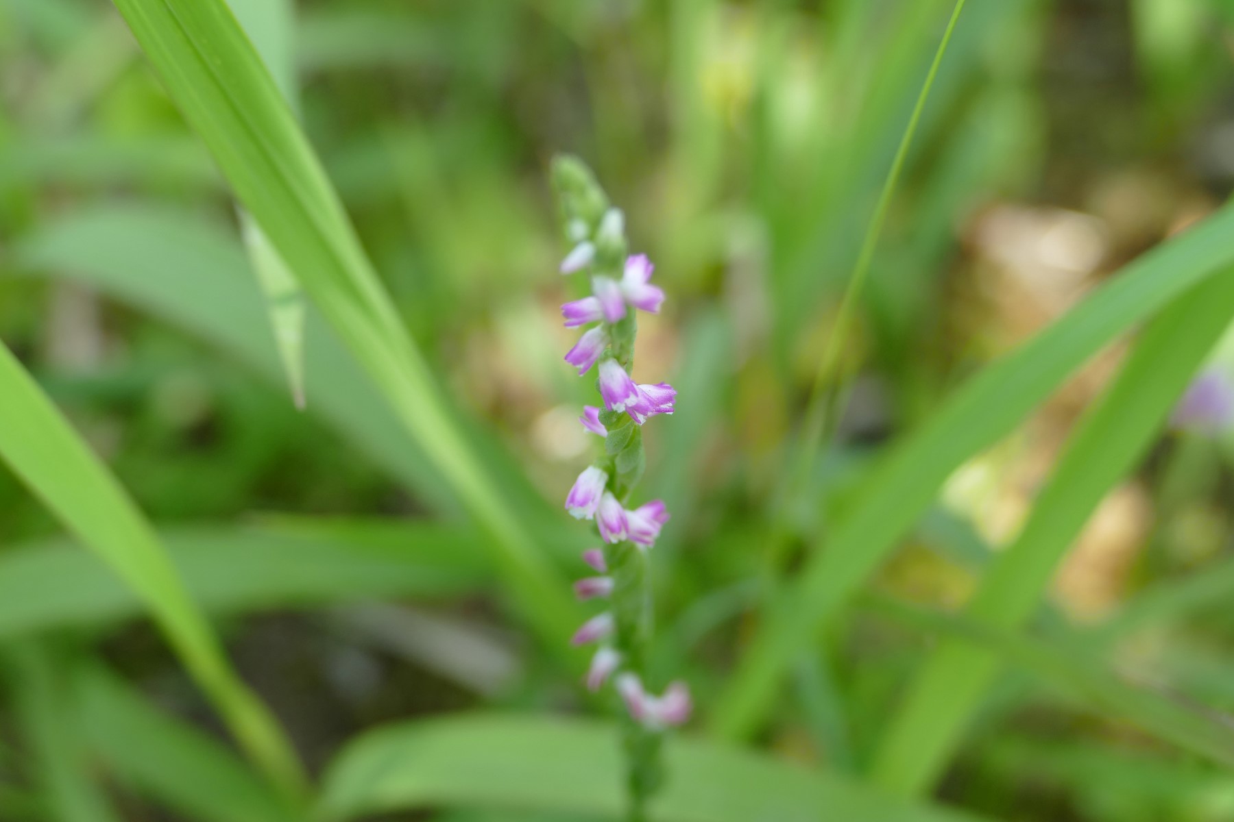 Descubren en Japón nueva especie de orquídea parecida al cristal