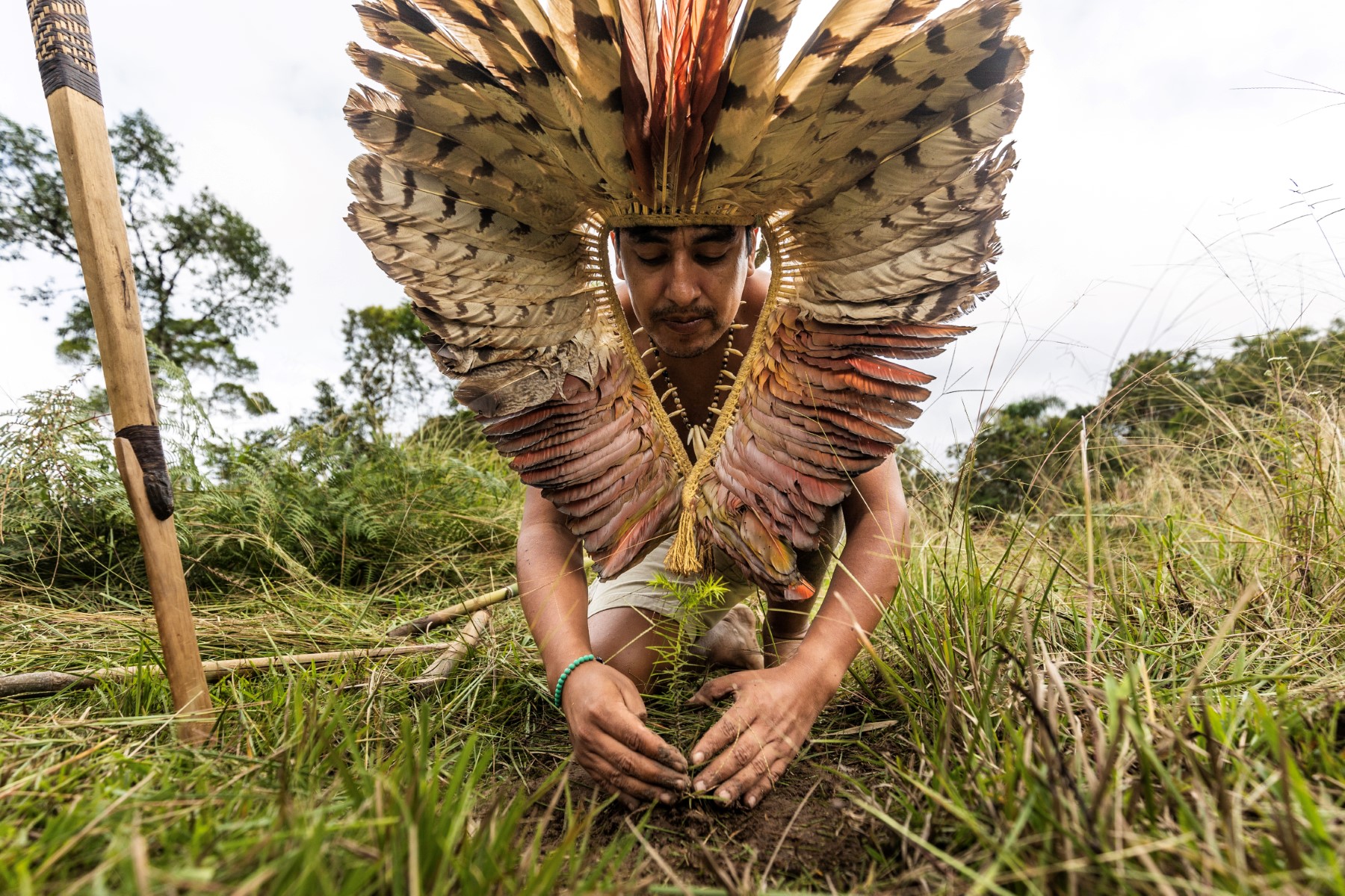 Indígenas intentan salvar las araucarias y a su propio pueblo en Brasil