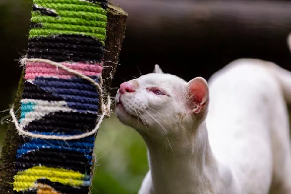 En Colombia encuentran a cachorra de ocelote albina, única en el mundo