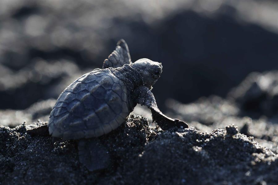 Las seis especies de tortugas que anidan en México están en peligro de extinción