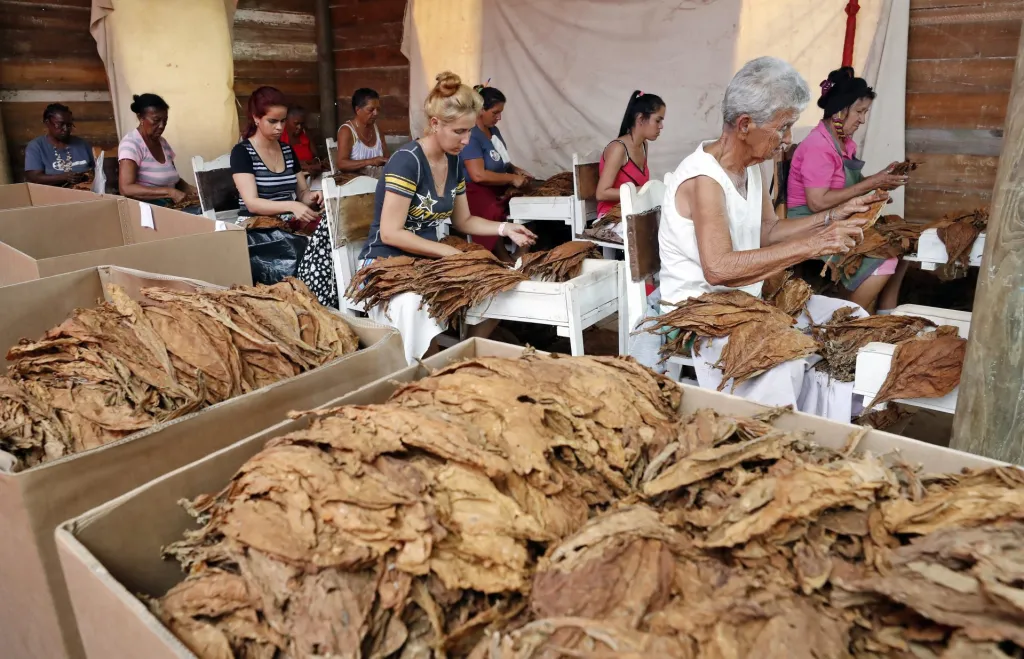 La producción de tabaco hondureño es liderada por mujeres